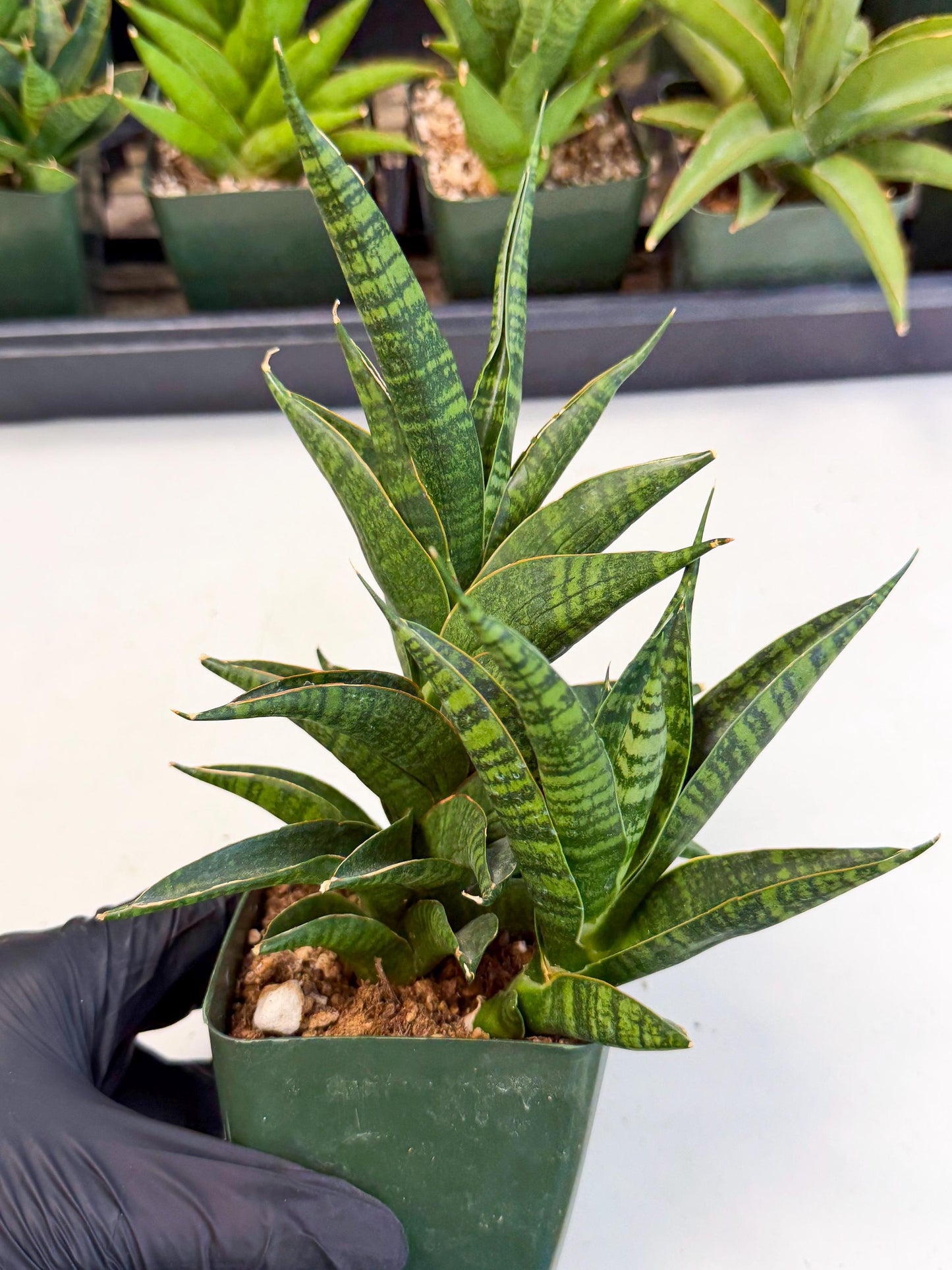 Sansevieria Sindoro (xl3) (b) | Imported House Plants