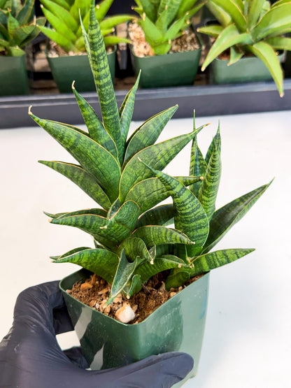 Sansevieria Sindoro (xl3) (b) | Imported House Plants