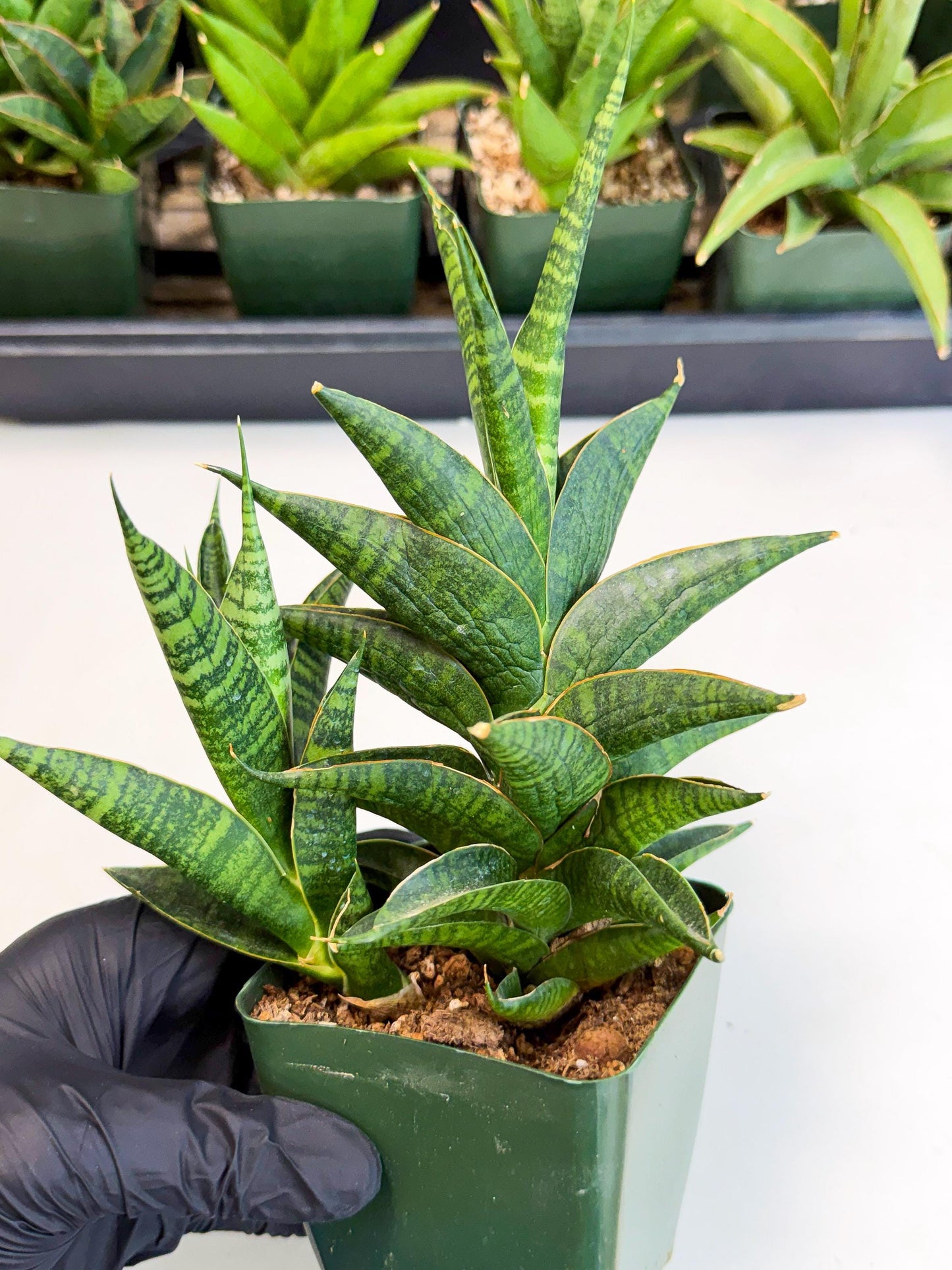 Sansevieria Sindoro (xl3) (b) | Imported House Plants