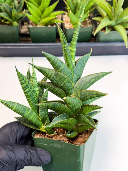 Sansevieria Sindoro (xl3) (b) | Imported House Plants