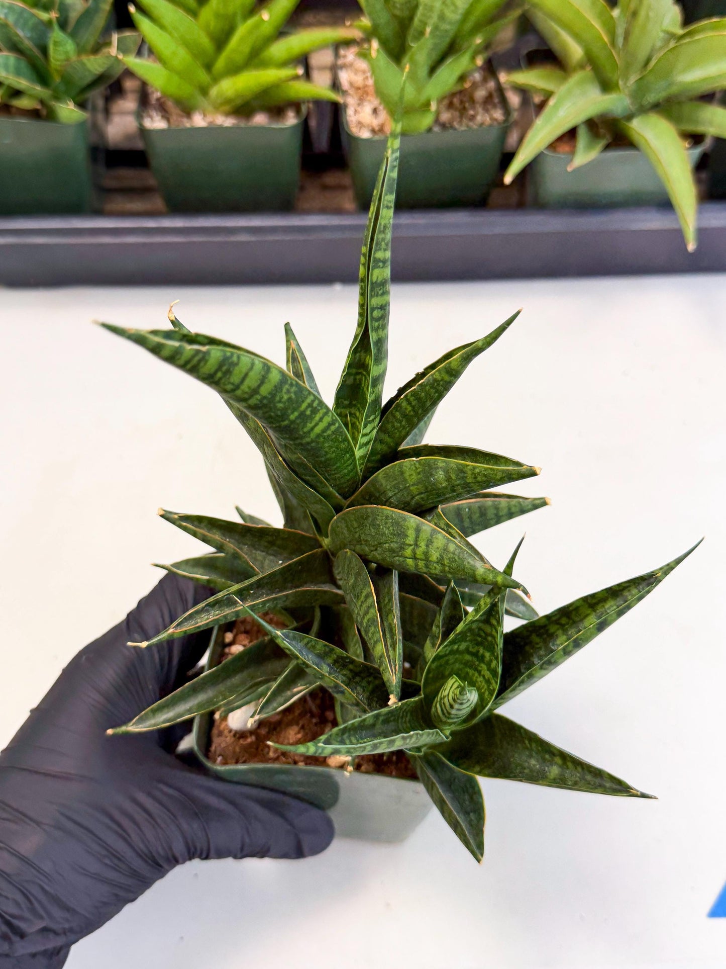 Sansevieria Sindoro (xl3) (b) | Imported House Plants