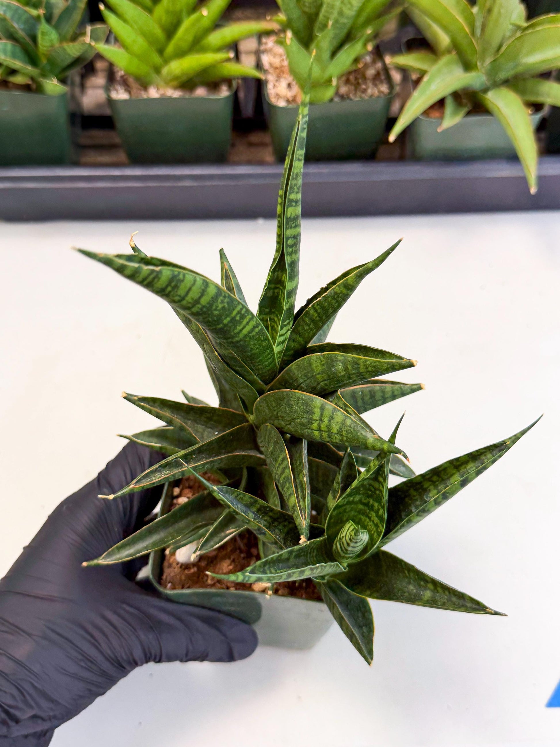 Sansevieria Sindoro (xl3) (b) | Imported House Plants