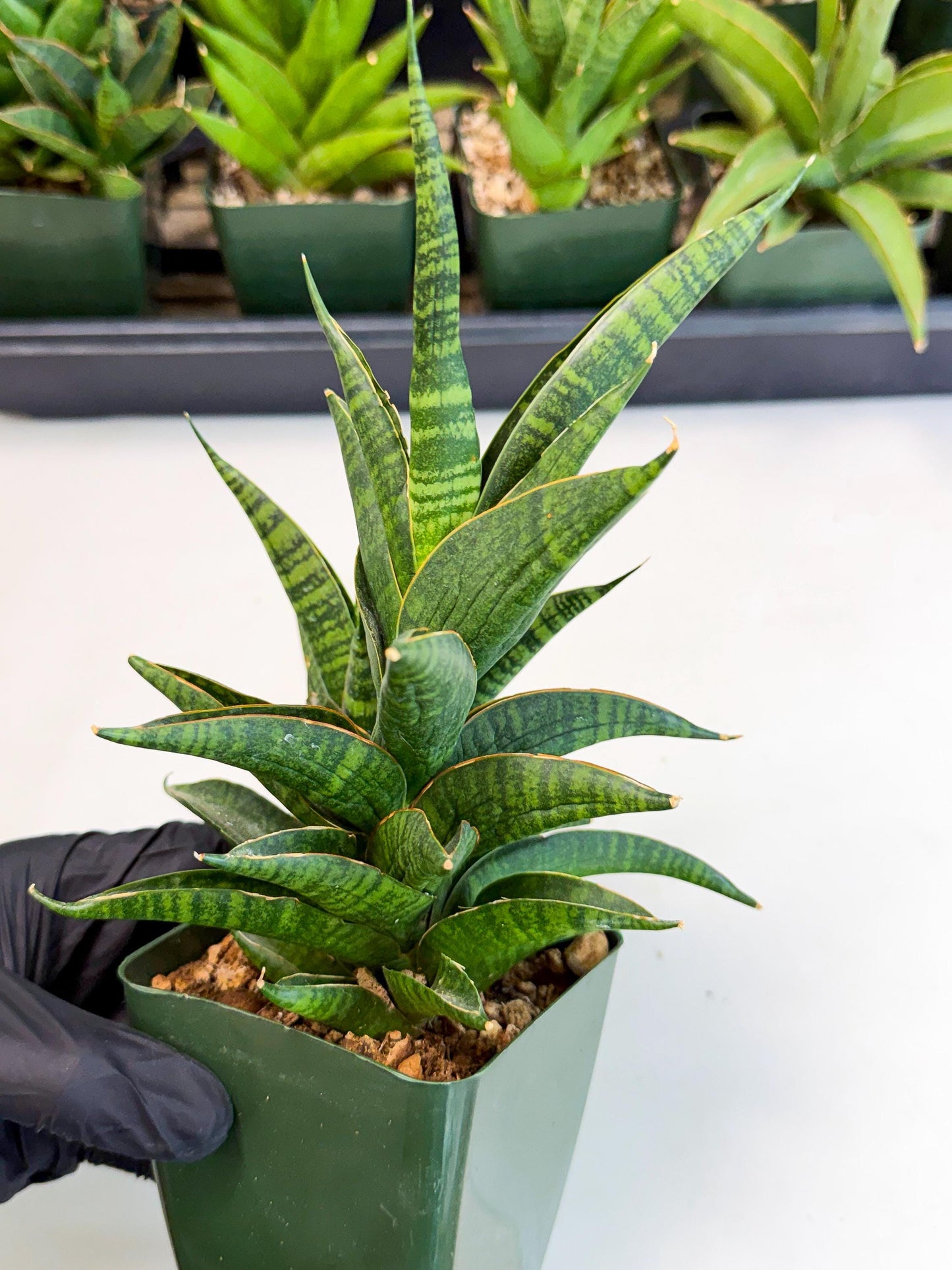 Sansevieria Sindoro (xl3) (b) | Imported House Plants