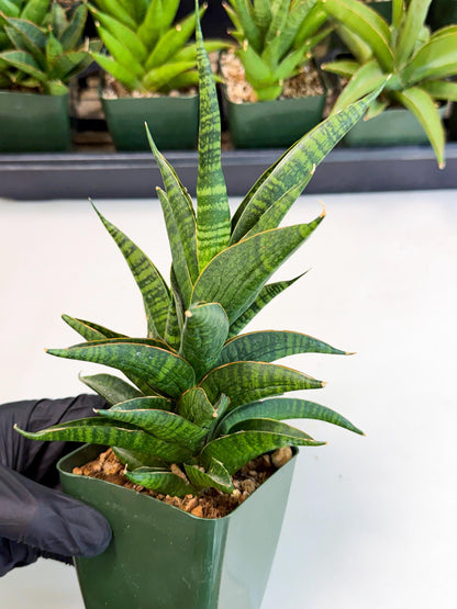 Sansevieria Sindoro (xl3) (b) | Imported House Plants