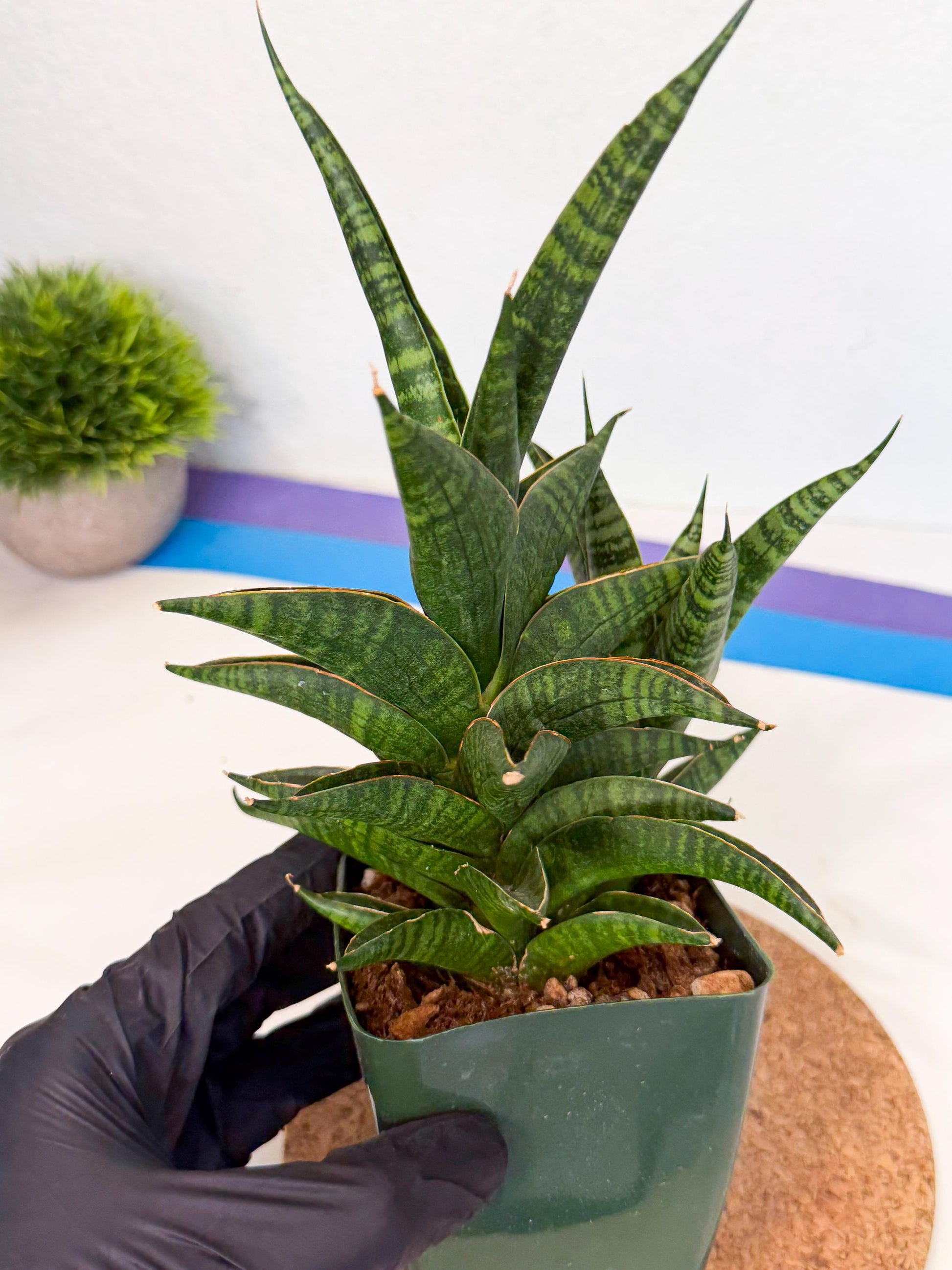 Sansevieria Sindoro (xl3) (b) | Imported House Plants