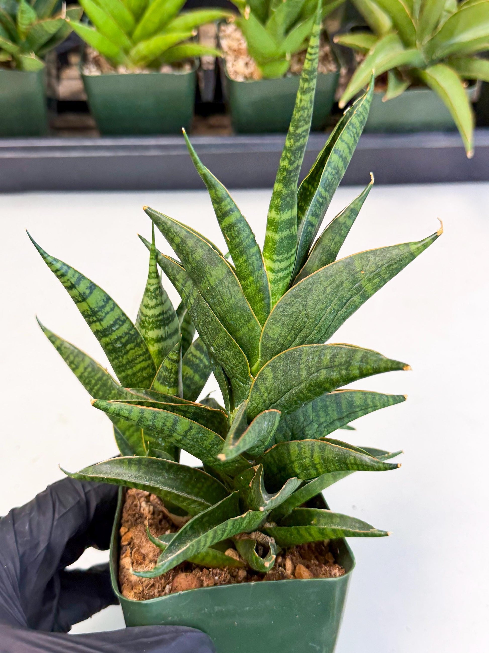 Sansevieria Sindoro (xl3) (b) | Imported House Plants