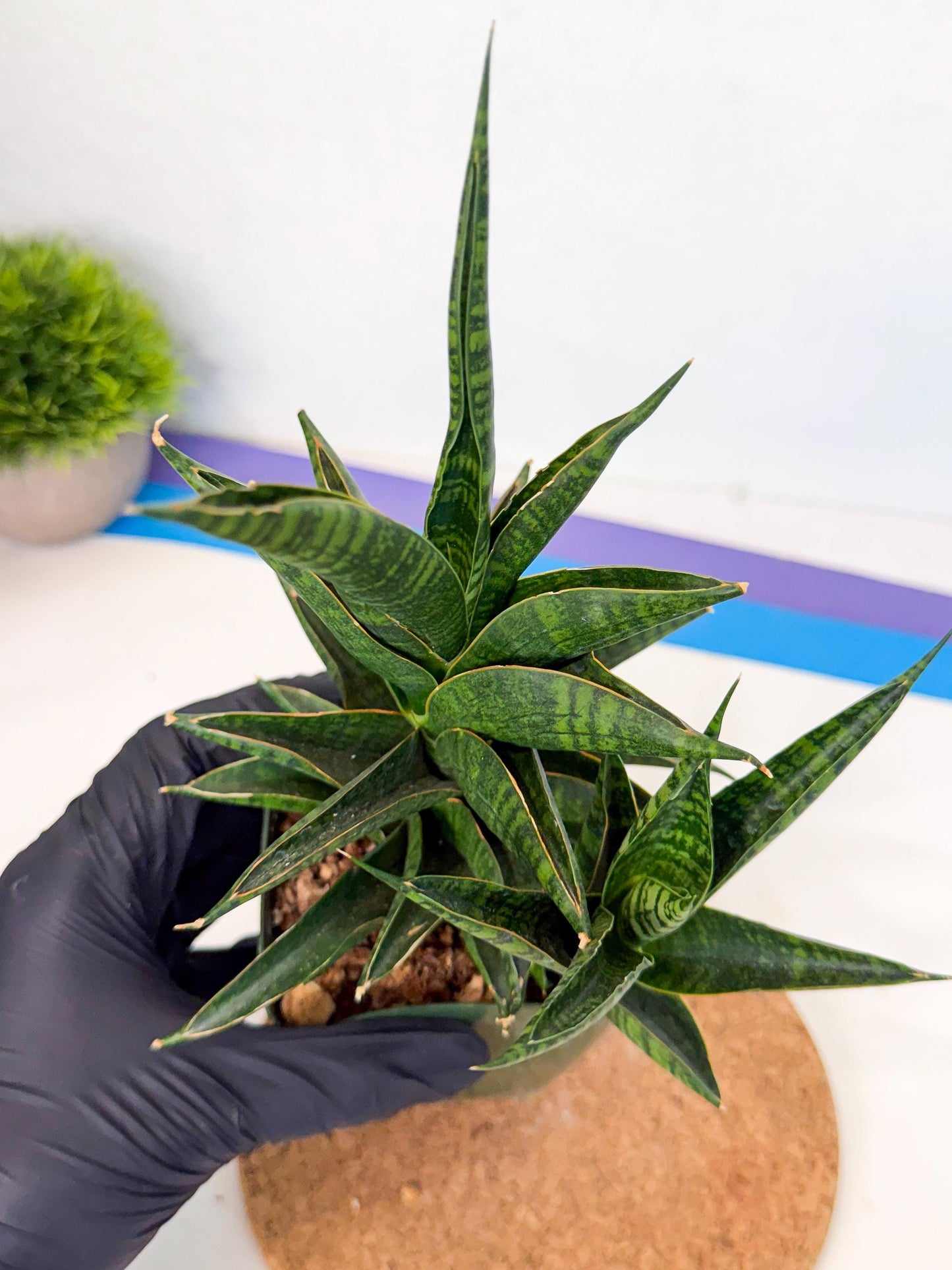 Sansevieria Sindoro (xl3) (b) | Imported House Plants