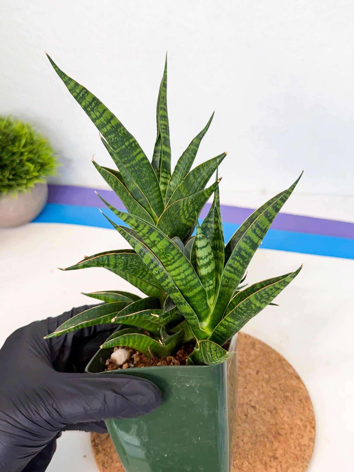 Sansevieria Sindoro (xl3) (b) | Imported House Plants