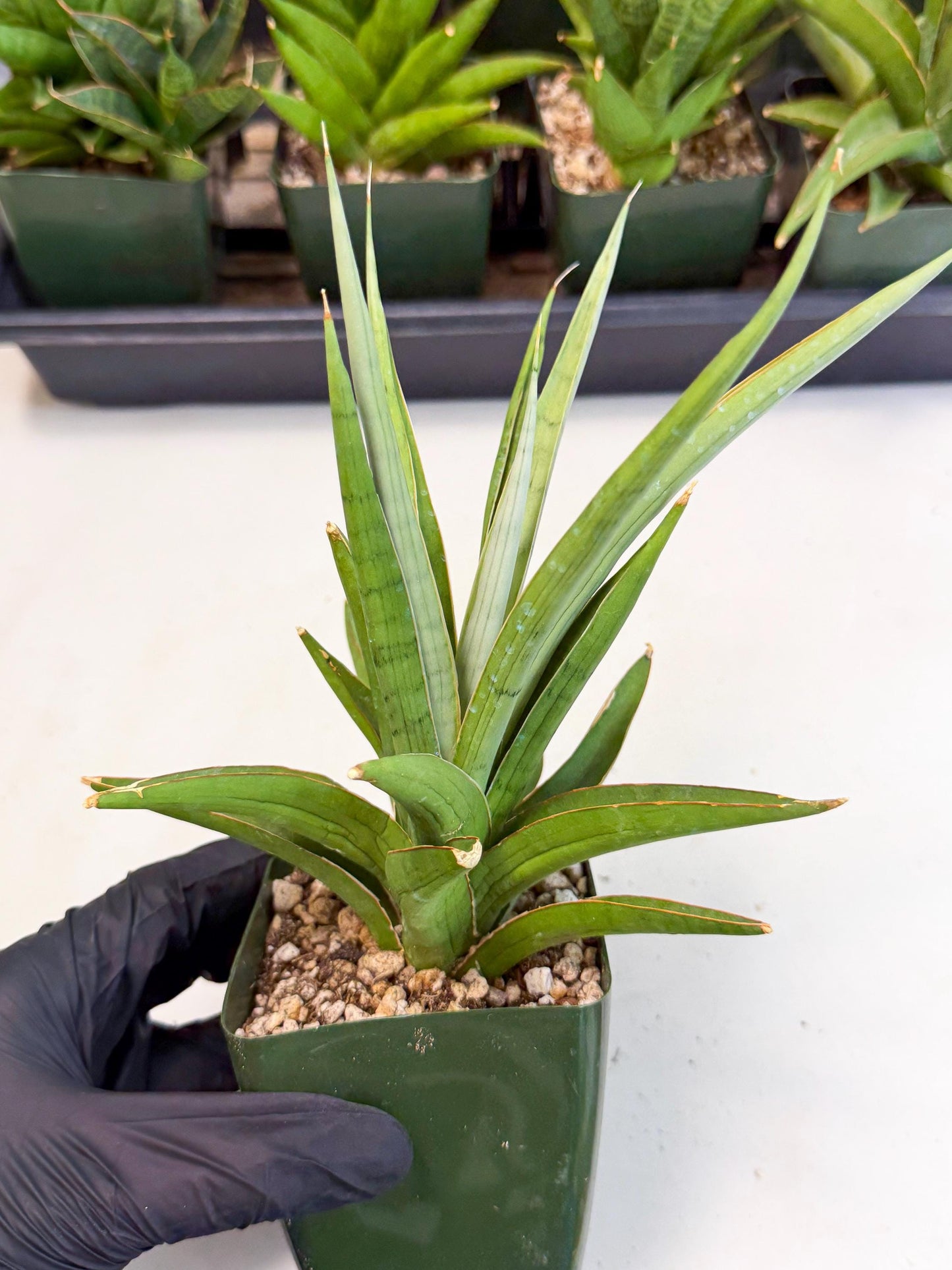 Sansevieria Bai Bid (xl3) (r) | Imported Plant