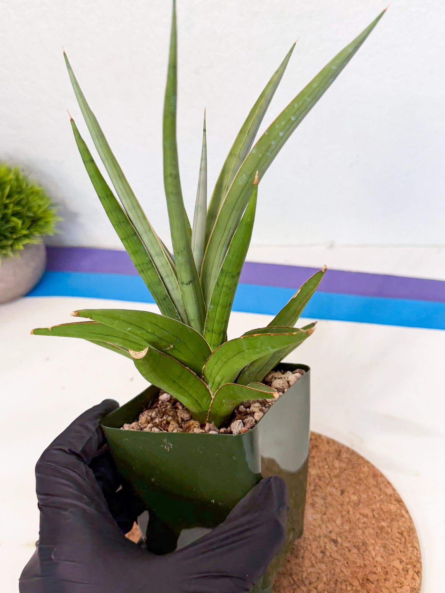 Sansevieria Bai Bid (xl3) (r) | Imported Plant