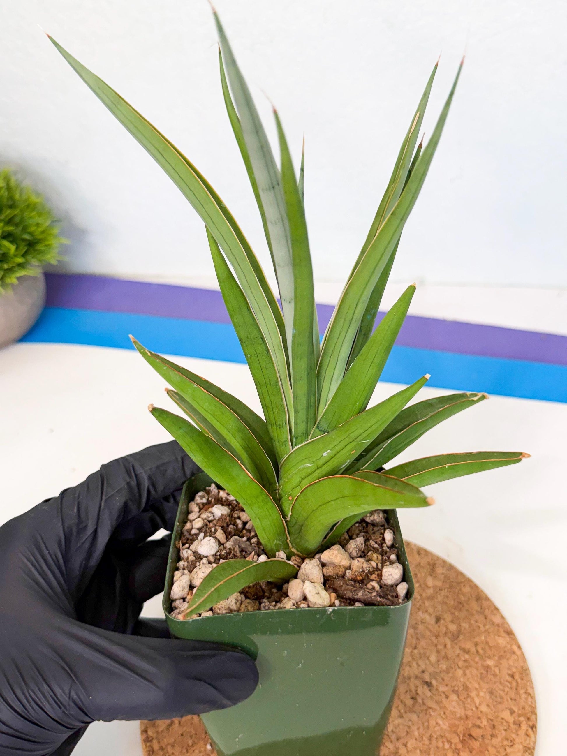 Sansevieria Bai Bid (xl3) (r) | Imported Plant