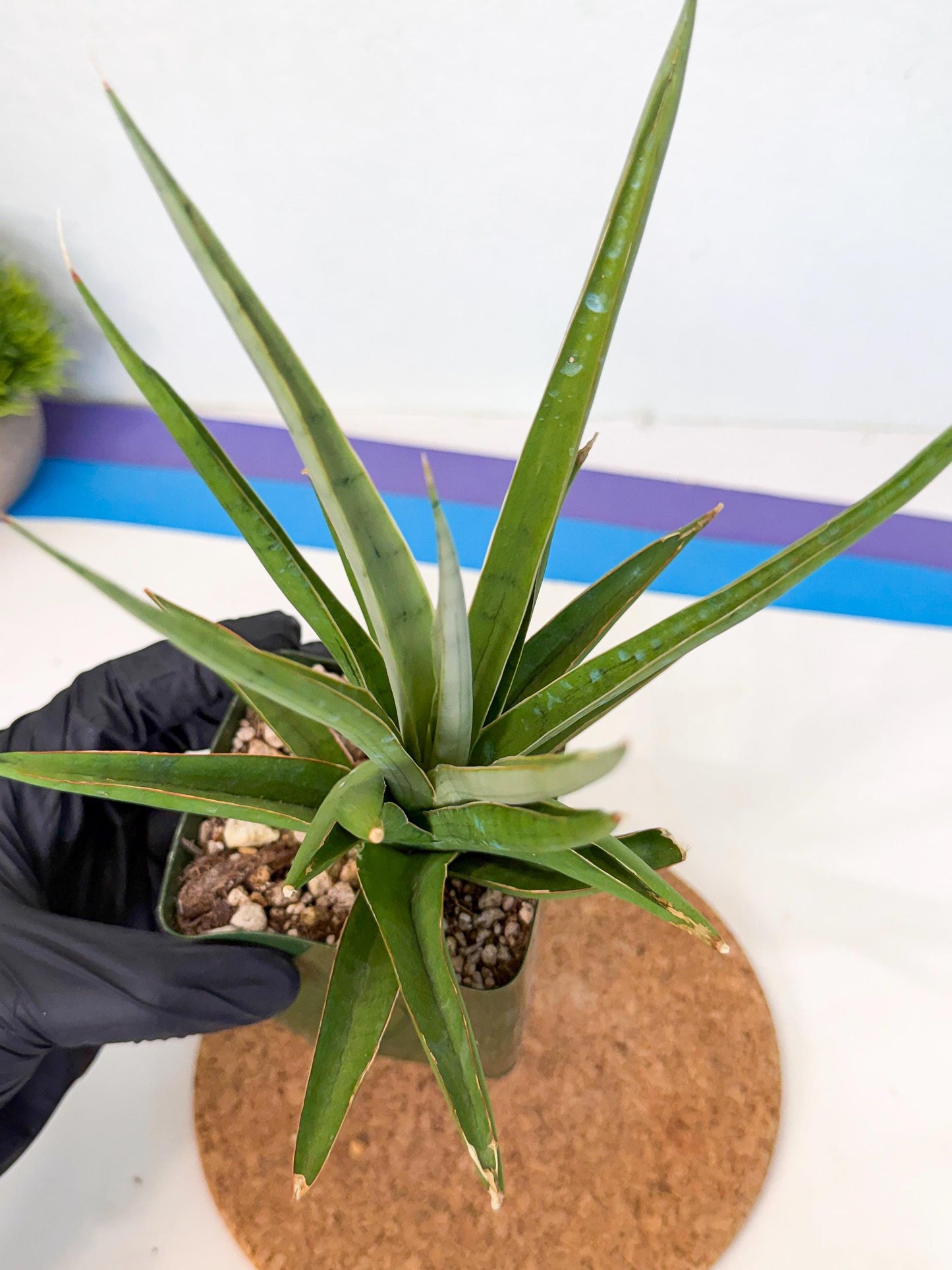 Sansevieria Bai Bid (xl3) (r) | Imported Plant
