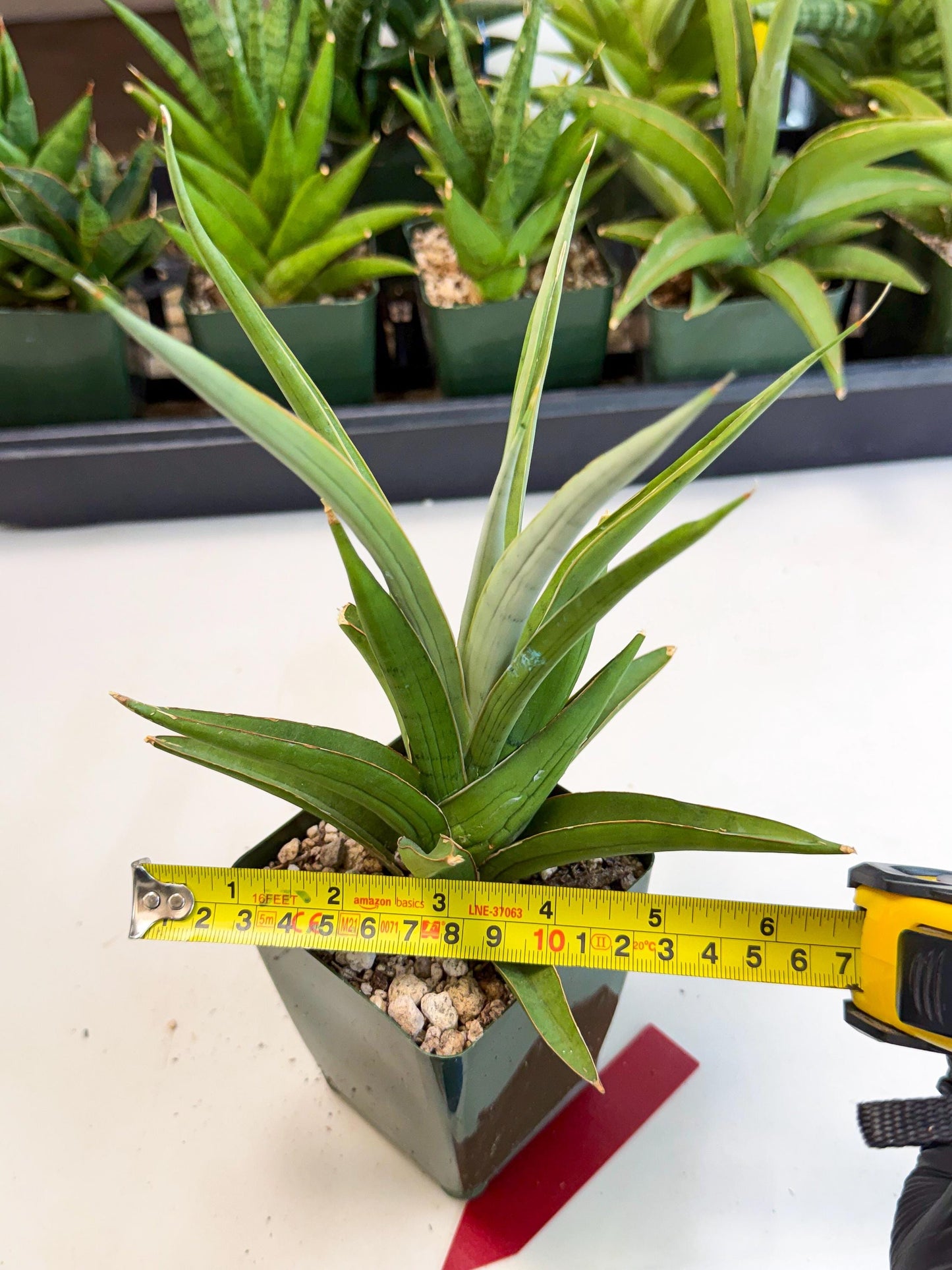 Sansevieria Bai Bid (xl3) (r) | Imported Plant