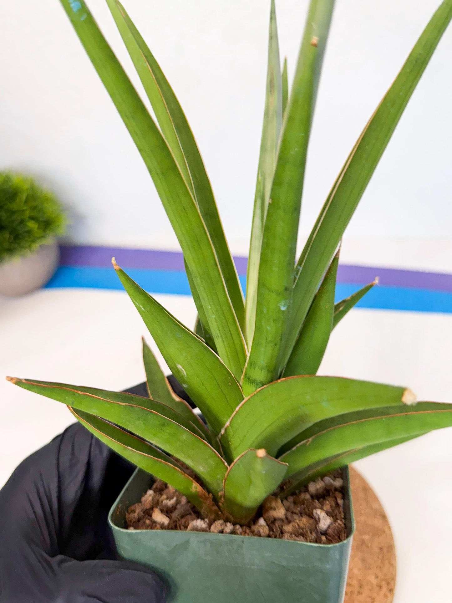Sansevieria Bai Bid (xl3) (g) | Imported Plant