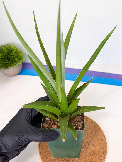 Sansevieria Bai Bid (xl3) (g) | Imported Plant