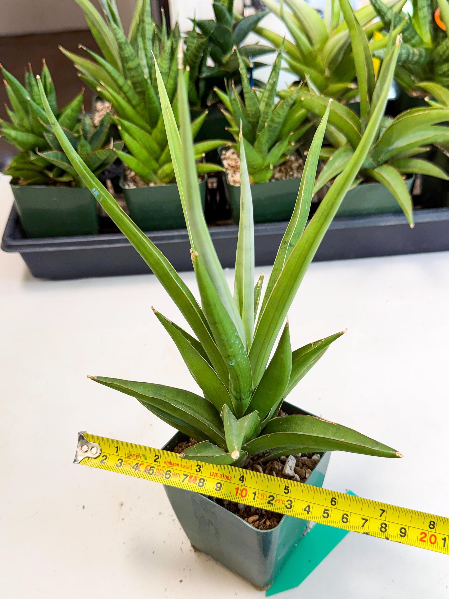 Sansevieria Bai Bid (xl3) (g) | Imported Plant
