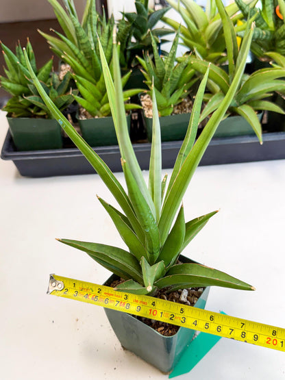 Sansevieria Bai Bid (xl3) (g) | Imported Plant