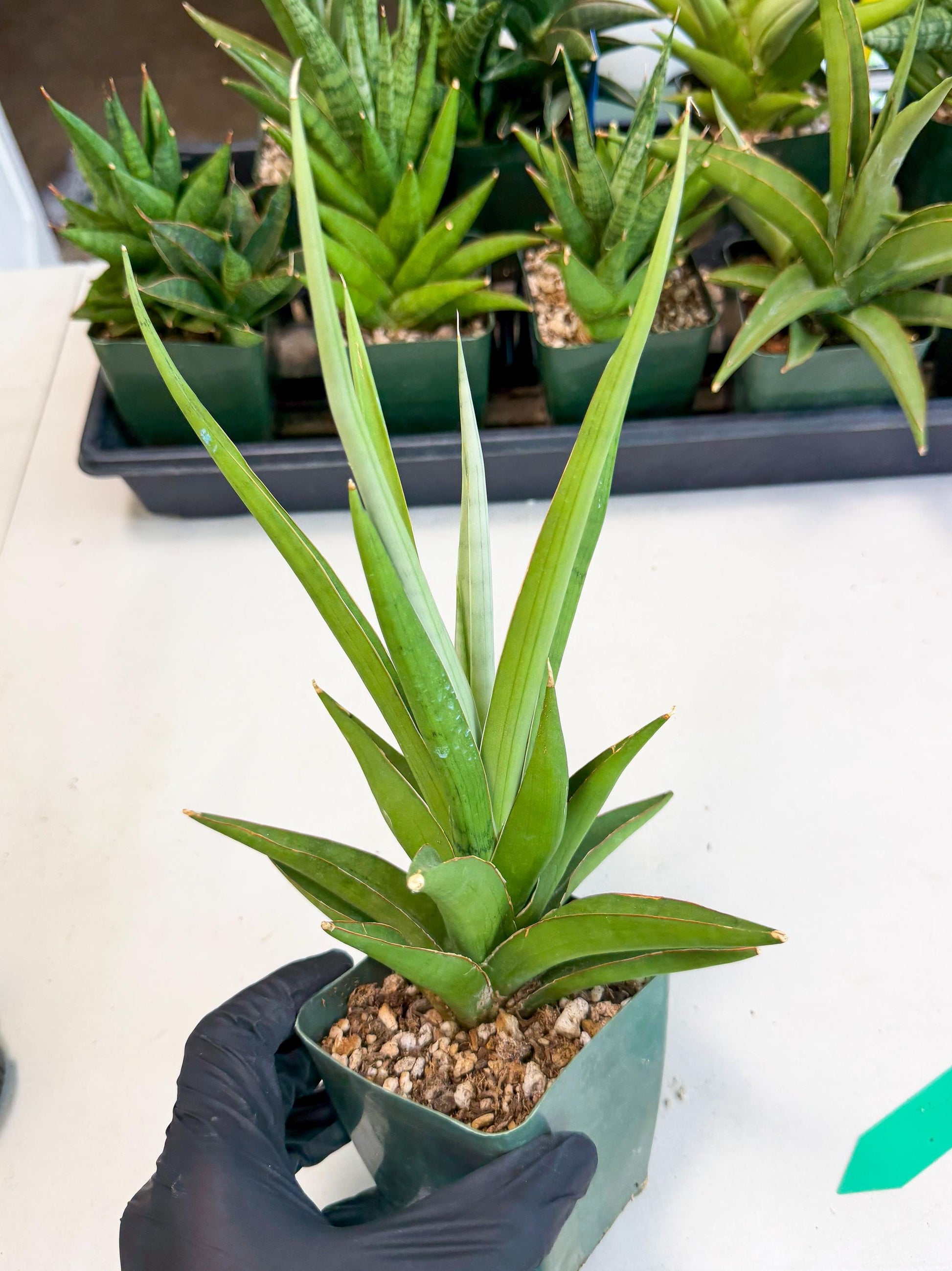 Sansevieria Bai Bid (xl3) (g) | Imported Plant