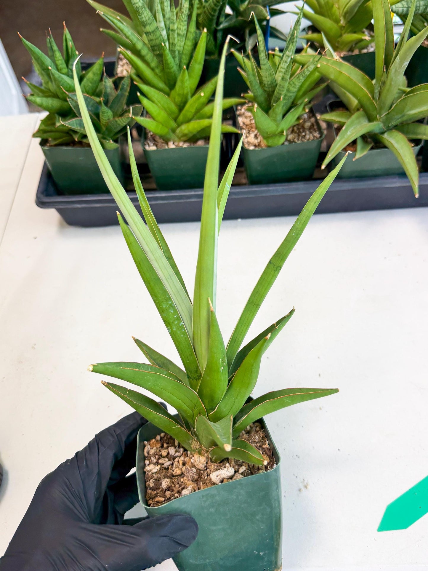 Sansevieria Bai Bid (xl3) (g) | Imported Plant