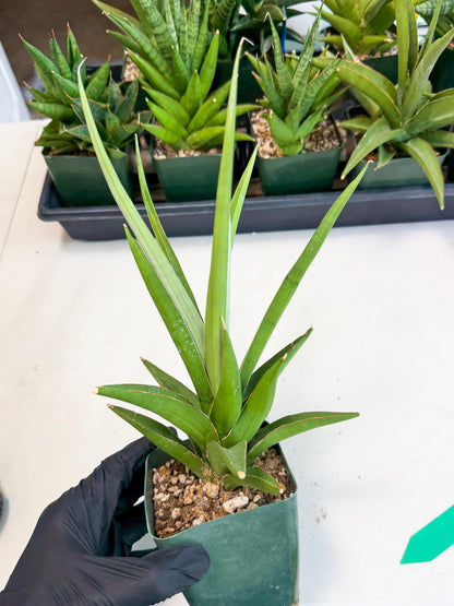 Sansevieria Bai Bid (xl3) (g) | Imported Plant