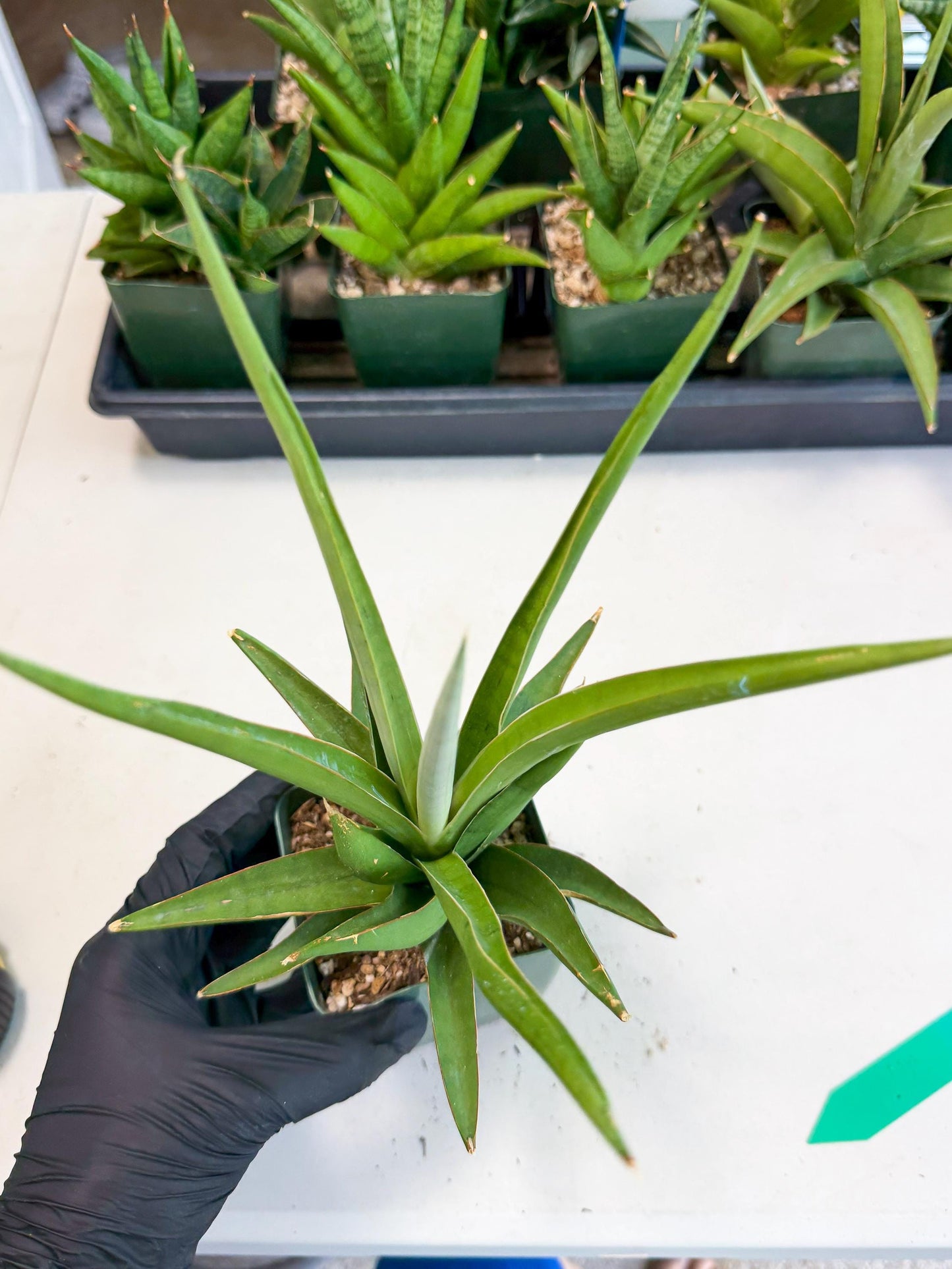 Sansevieria Bai Bid (xl3) (g) | Imported Plant
