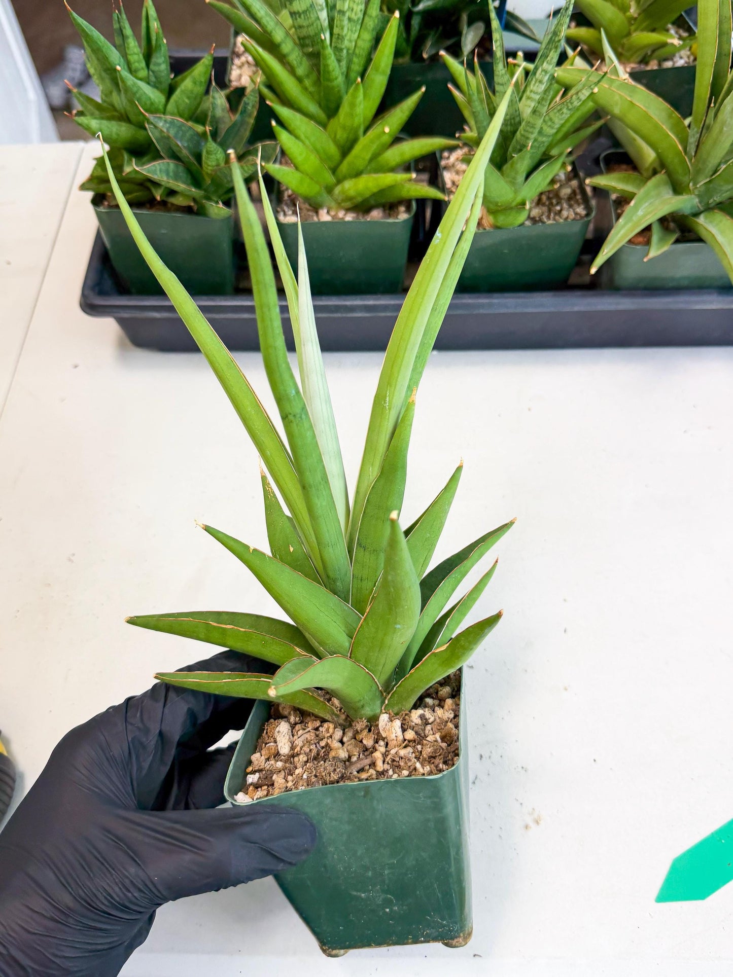Sansevieria Bai Bid (xl3) (g) | Imported Plant
