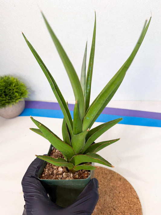 Sansevieria Bai Bid (xl3) (g) | Imported Plant