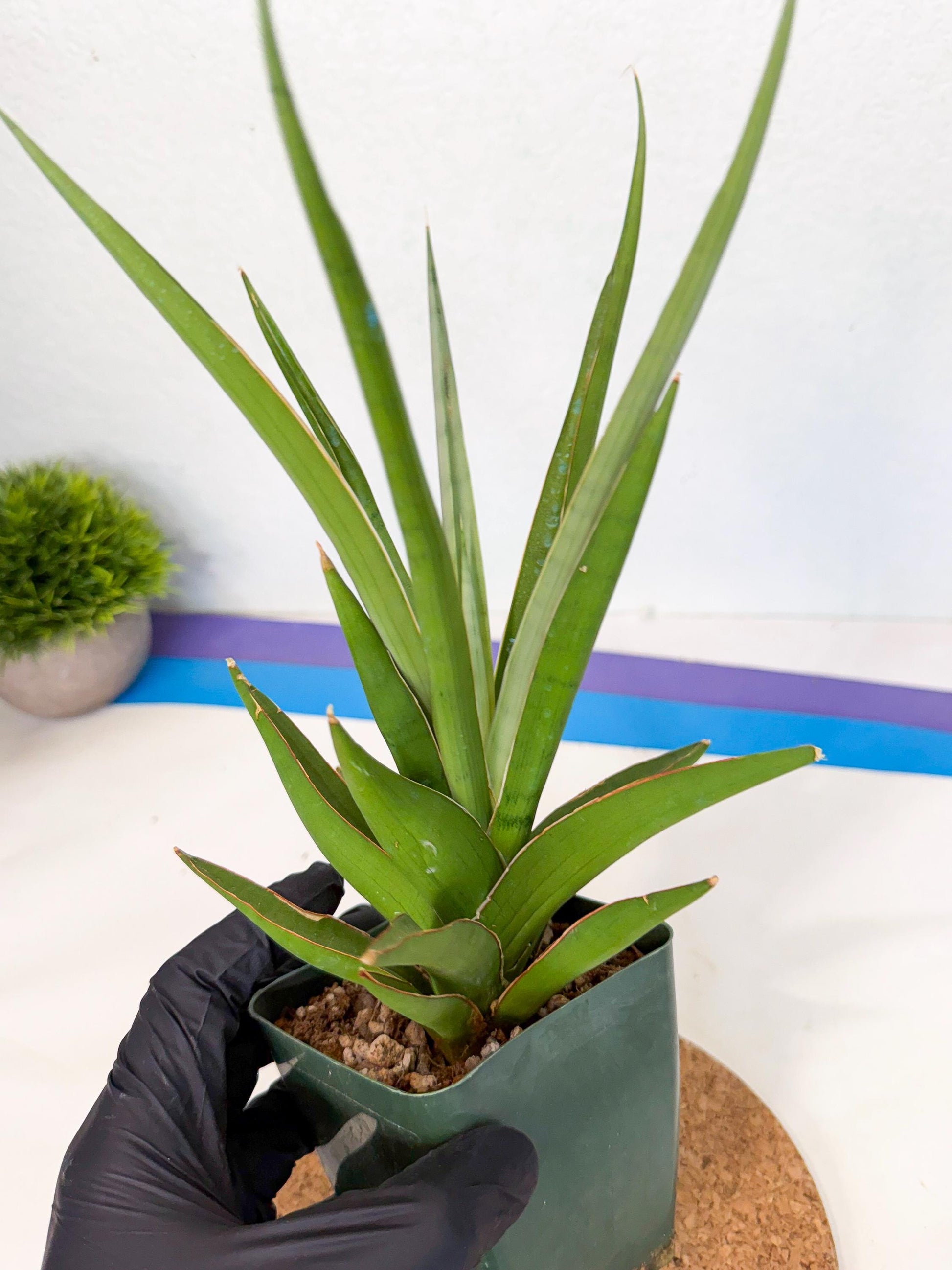 Sansevieria Bai Bid (xl3) (g) | Imported Plant