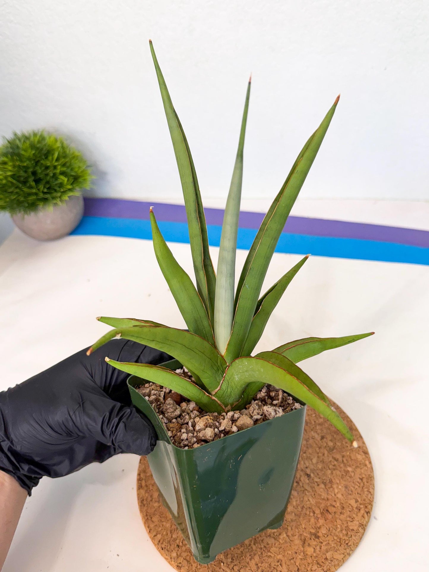 Sansevieria Bai Bid (xl3) (p) | Imported Plant