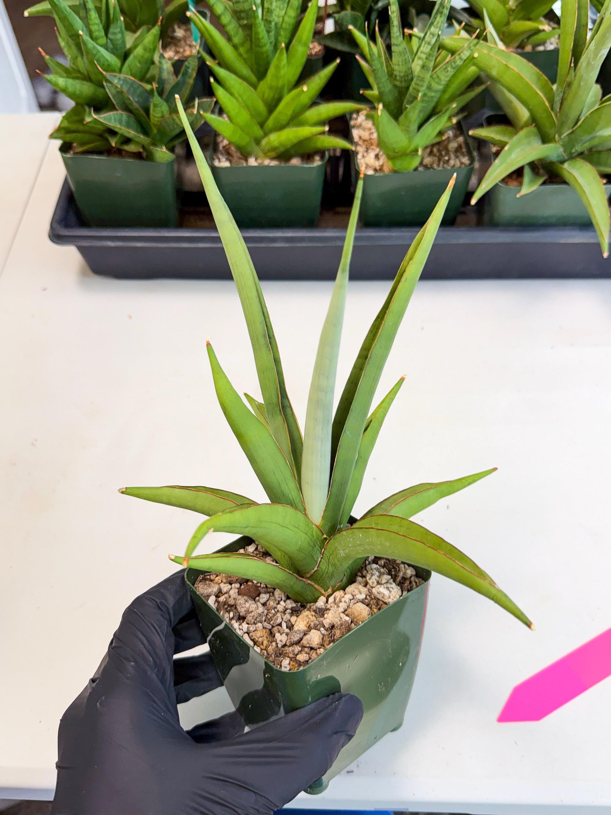 Sansevieria Bai Bid (xl3) (p) | Imported Plant