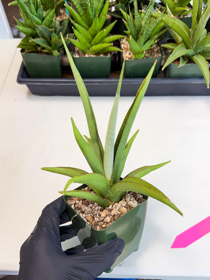 Sansevieria Bai Bid (xl3) (p) | Imported Plant