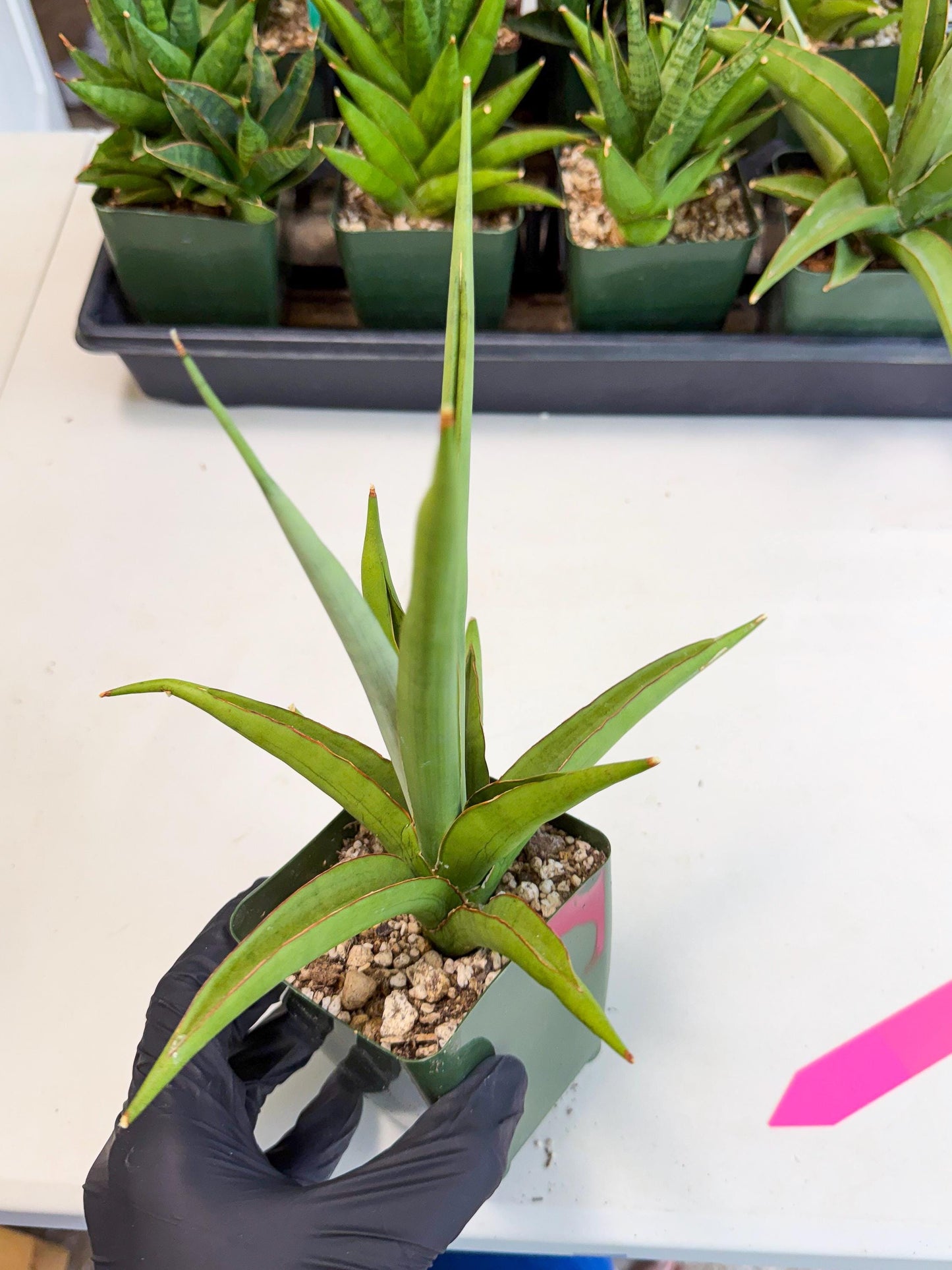Sansevieria Bai Bid (xl3) (p) | Imported Plant