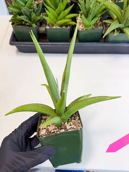 Sansevieria Bai Bid (xl3) (p) | Imported Plant