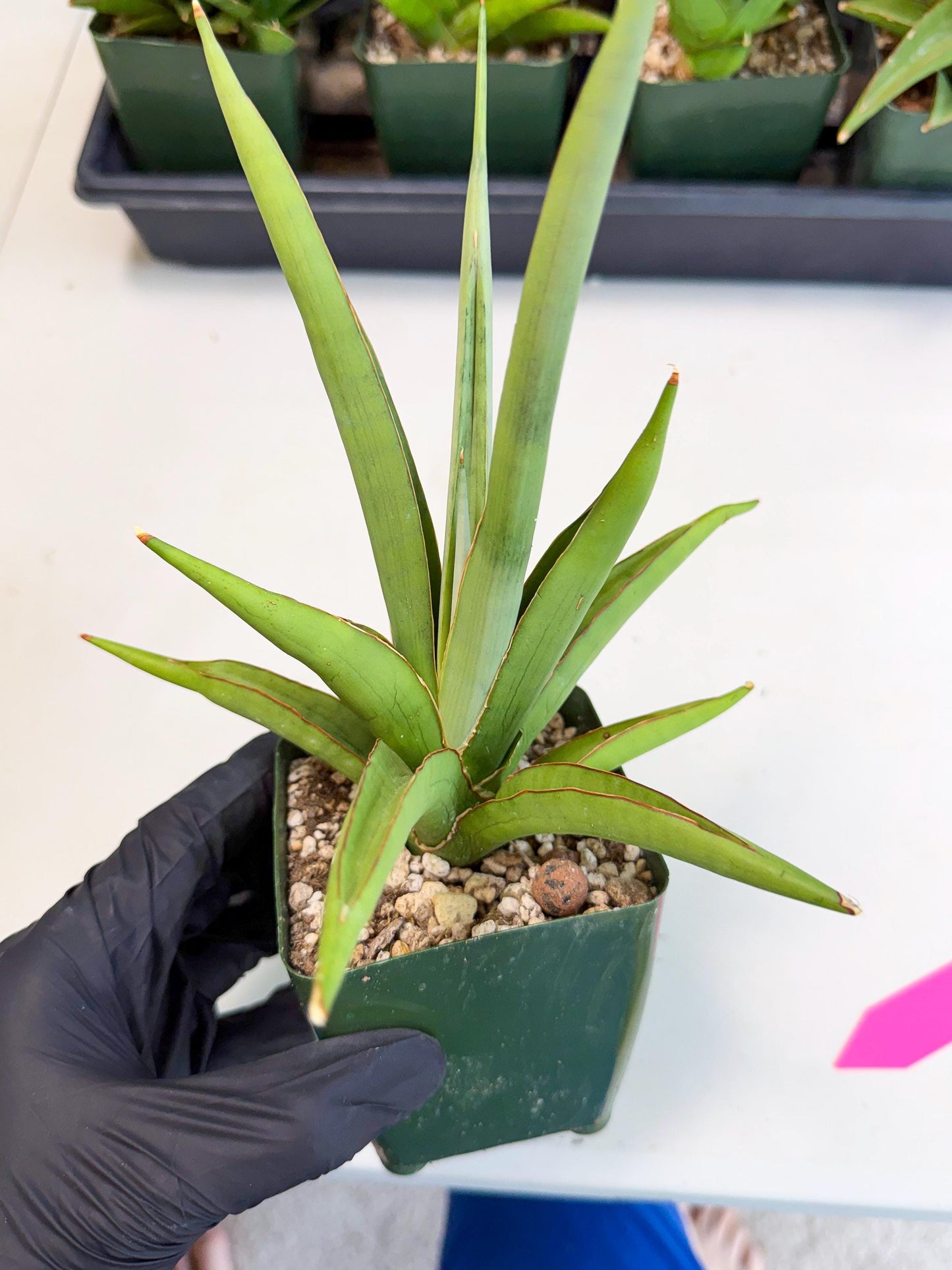 Sansevieria Bai Bid (xl3) (p) | Imported Plant