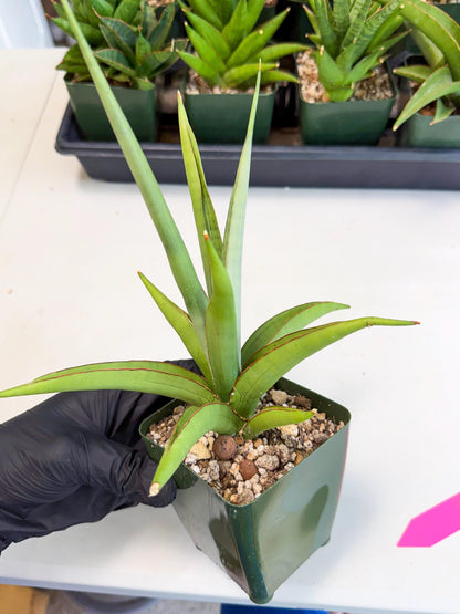 Sansevieria Bai Bid (xl3) (p) | Imported Plant