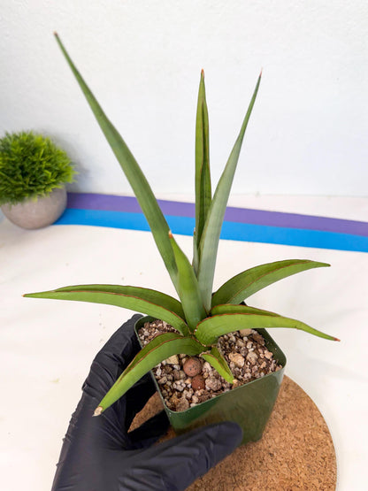 Sansevieria Bai Bid (xl3) (p) | Imported Plant