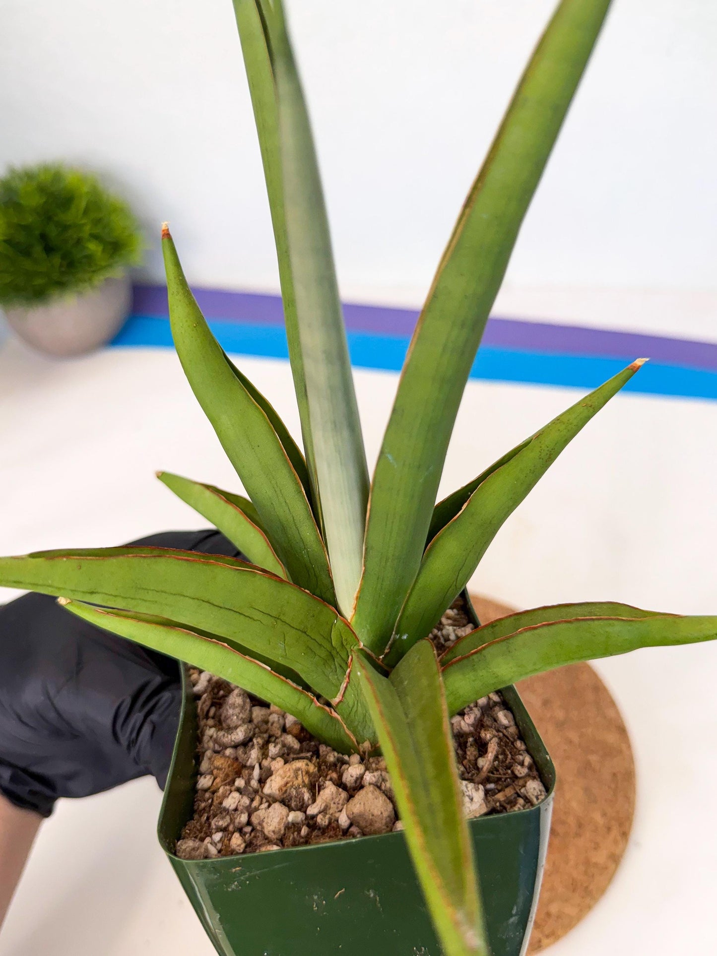 Sansevieria Bai Bid (xl3) (p) | Imported Plant