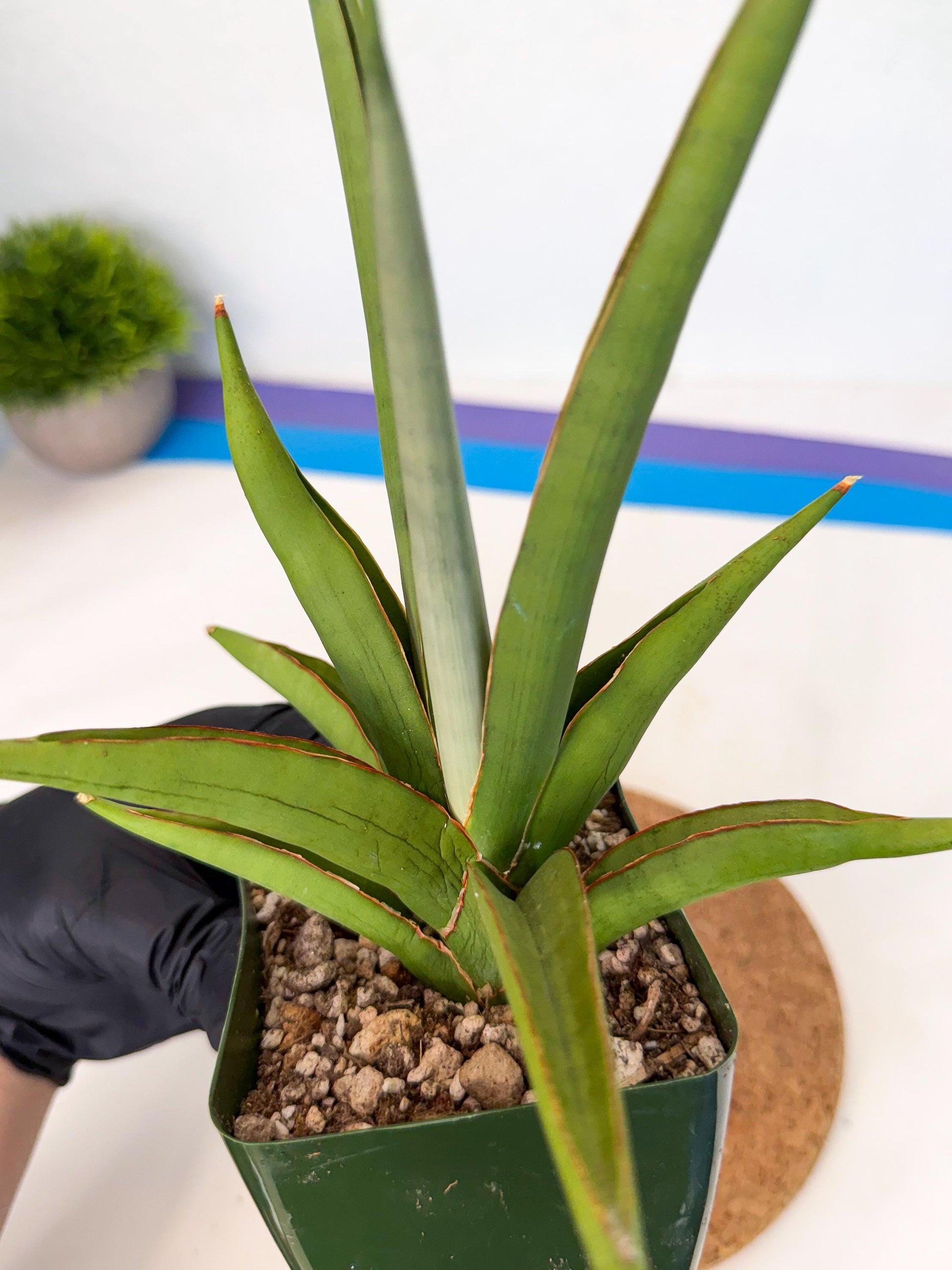 Sansevieria Bai Bid (xl3) (p) | Imported Plant