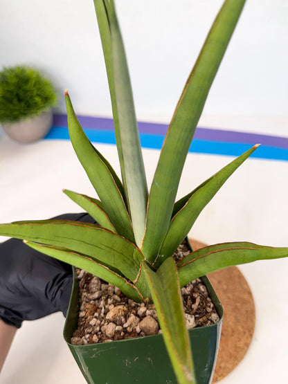 Sansevieria Bai Bid (xl3) (p) | Imported Plant