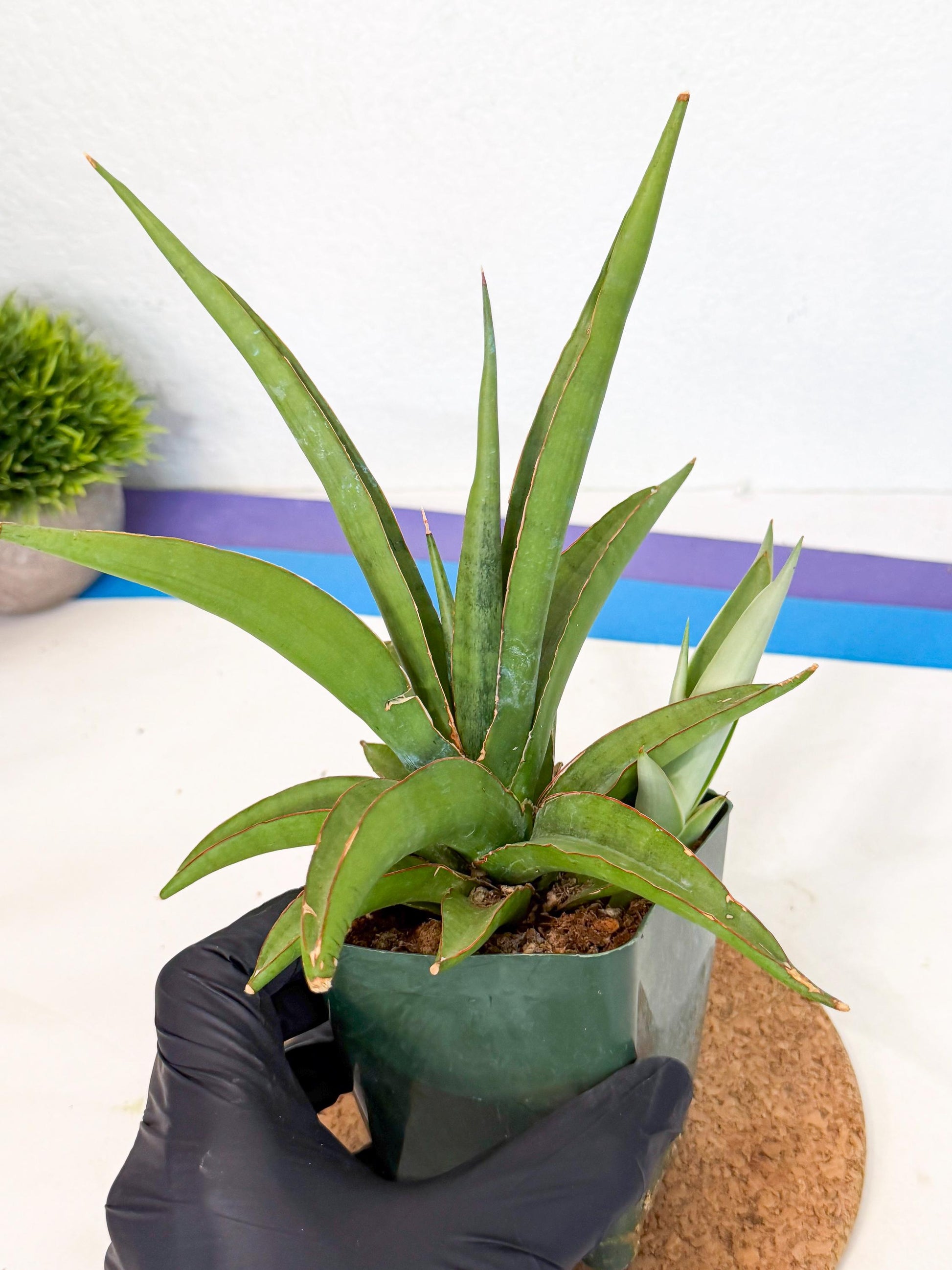 Sansevieria Bai Bid (xl3) (1) | Imported Plant