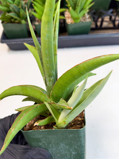 Sansevieria Bai Bid (xl3) (1) | Imported Plant
