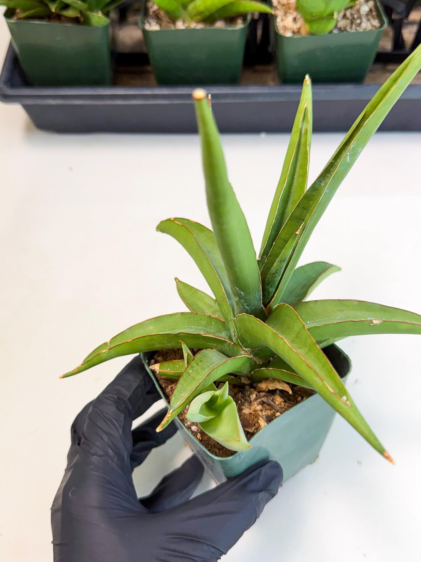 Sansevieria Bai Bid (xl3) (1) | Imported Plant