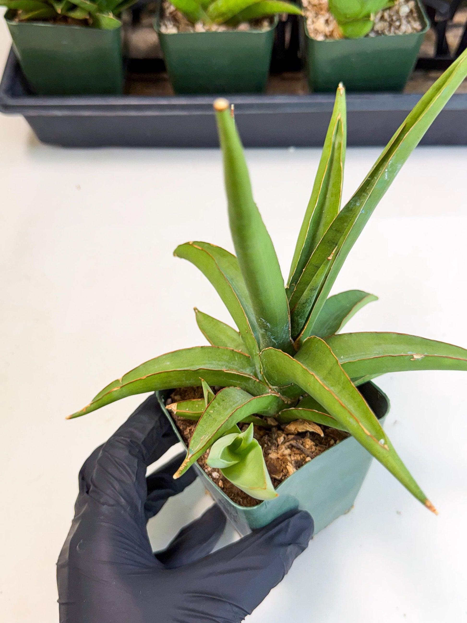 Sansevieria Bai Bid (xl3) (1) | Imported Plant