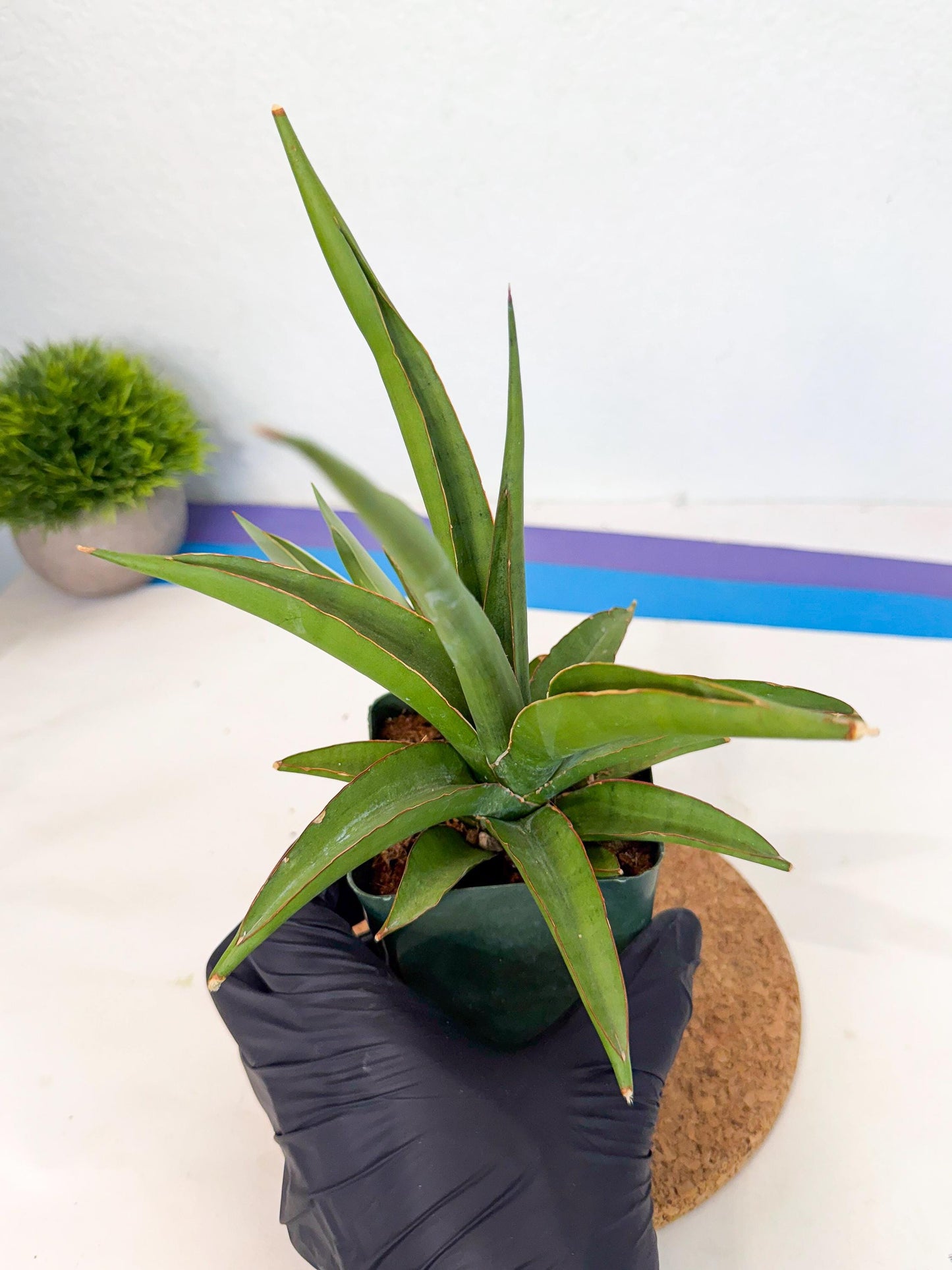 Sansevieria Bai Bid (xl3) (1) | Imported Plant