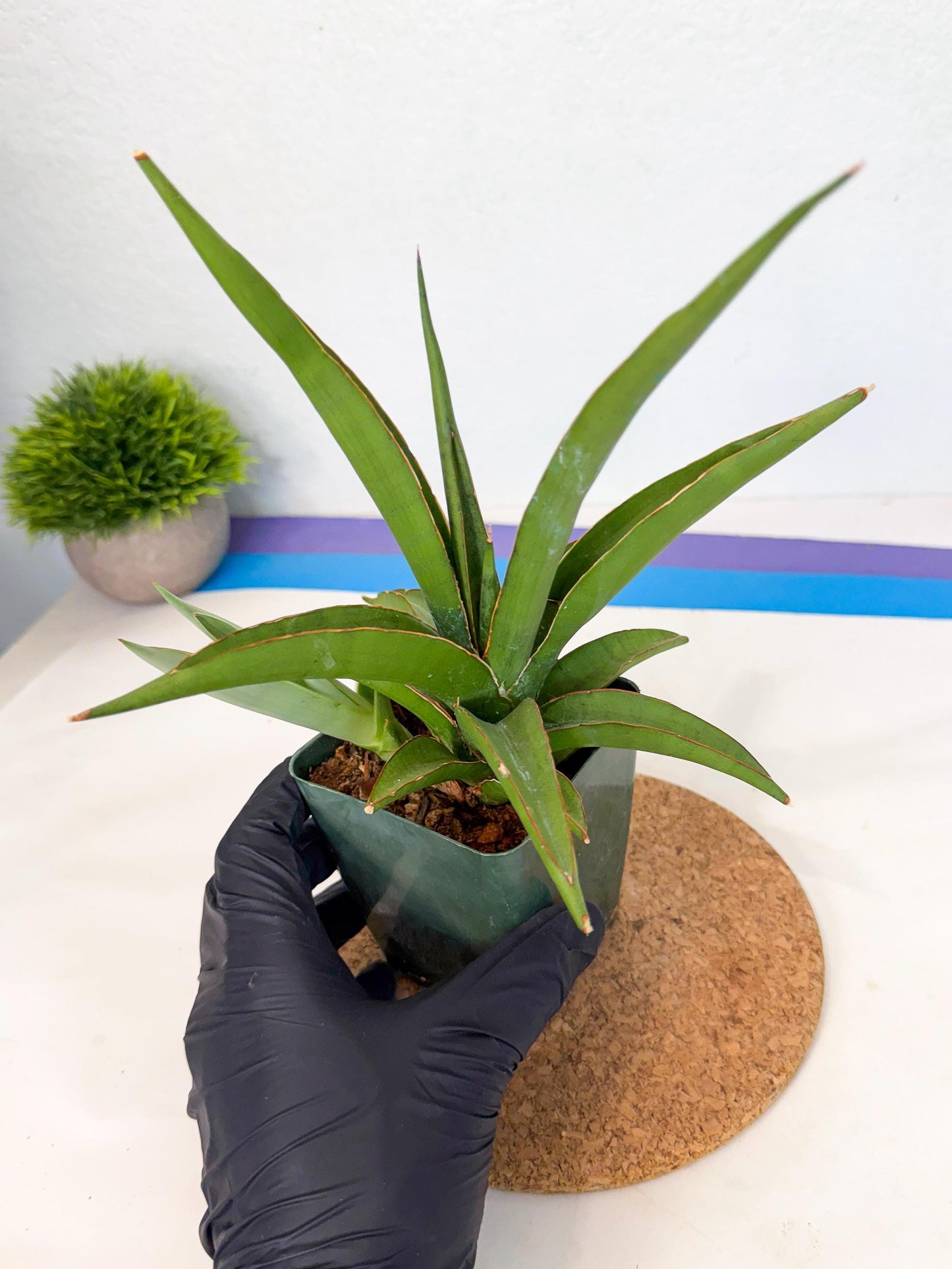Sansevieria Bai Bid (xl3) (1) | Imported Plant