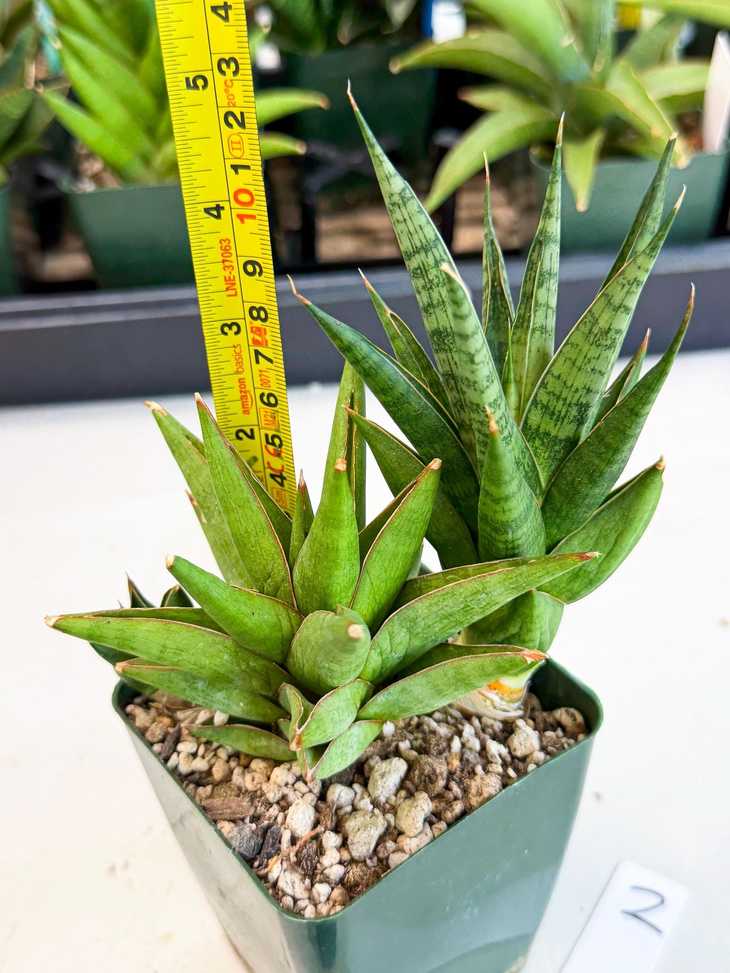 Sansevieria Rock Man (xl3) (2) | Rare Hybrids