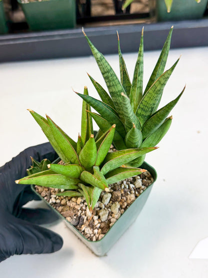 Sansevieria Rock Man (xl3) (2) | Rare Hybrids