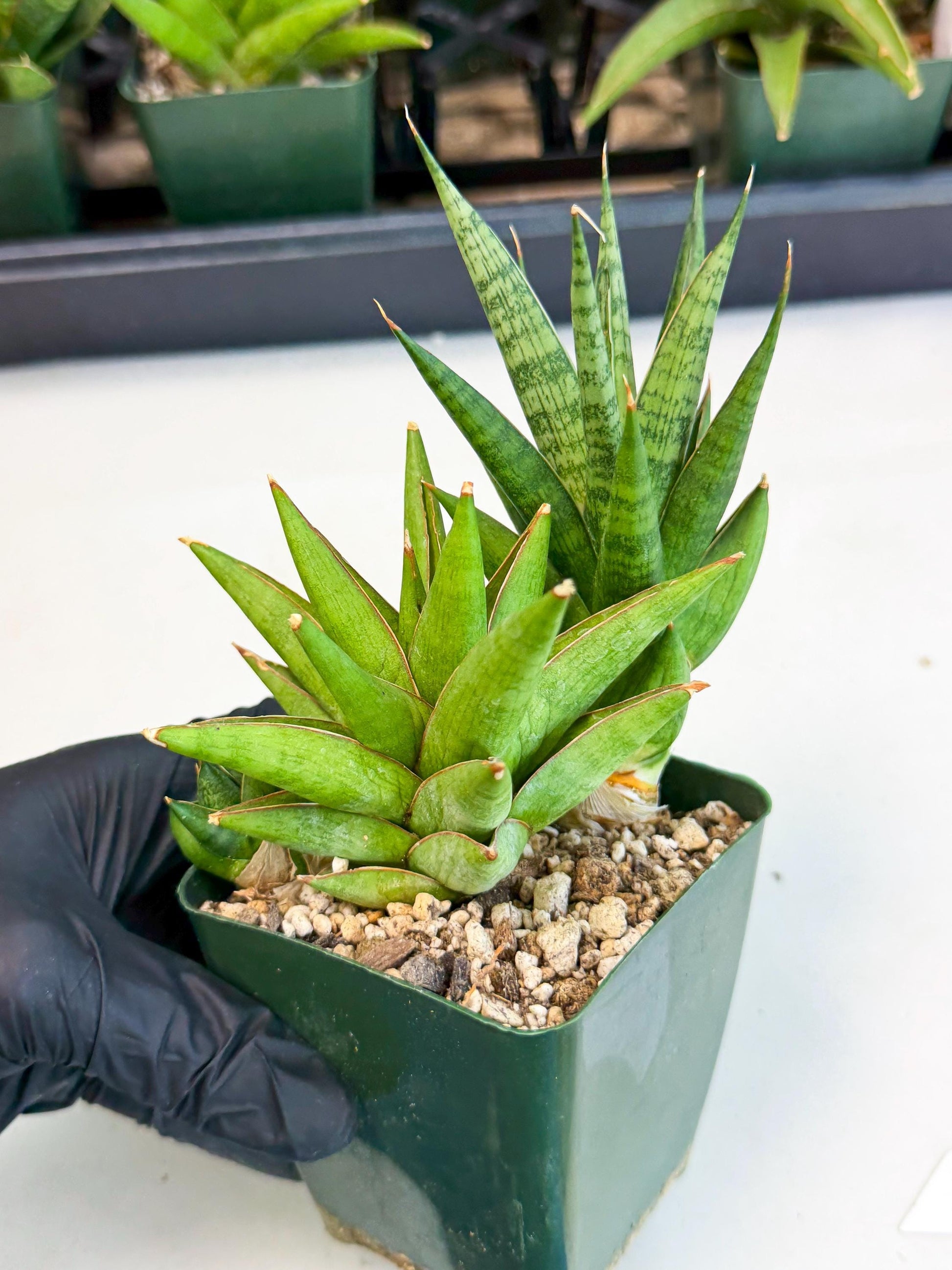 Sansevieria Rock Man (xl3) (2) | Rare Hybrids