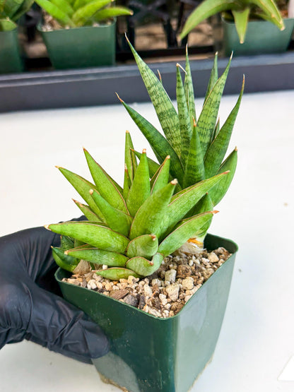 Sansevieria Rock Man (xl3) (2) | Rare Hybrids