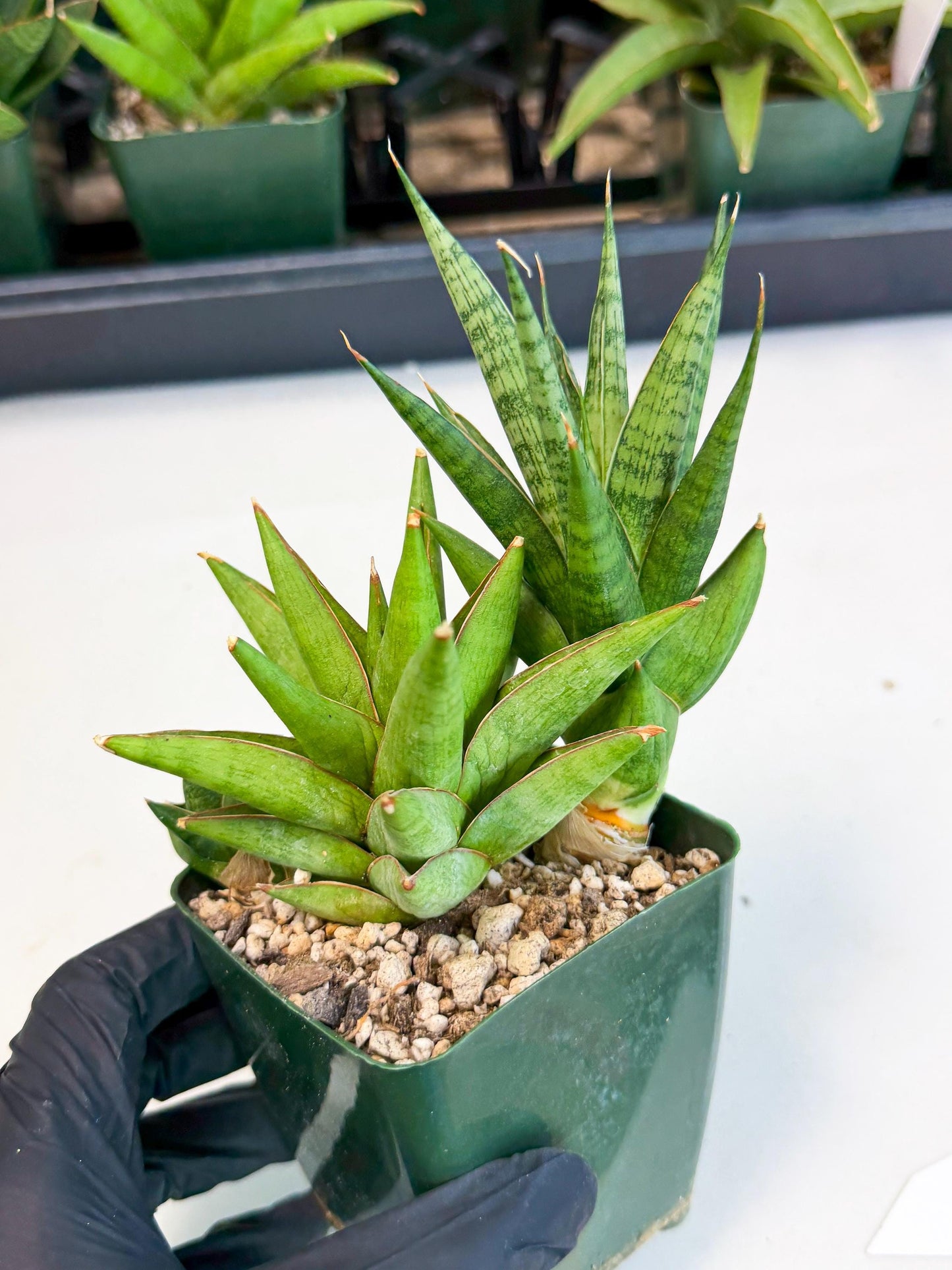 Sansevieria Rock Man (xl3) (2) | Rare Hybrids